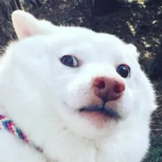 😟 c2e56948 cão, animal, animal de estimação, branco, fofo, meme telegram sticker