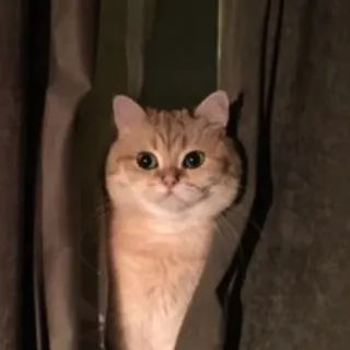 😳 c5a4a872 gato, animal, animal de estimação, cortina, fofo, animal doméstico, felino telegram sticker