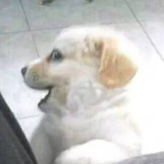 😉 ceb07e53 cão, cachorro, golden retriever, animal, animal de estimação, fofo, animal doméstico telegram sticker