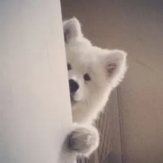 🕵 cec76ab5 cachorro, samoieda, fofo, espiar, animal, filhote, fofo telegram sticker