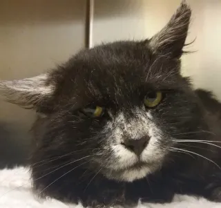 ⚖ cffbc0a2 gato, animal, animal de estimação, felino, gato preto, animal doméstico telegram sticker