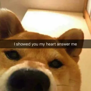 ❤ e9bda320 I showed you my heart answer me cão, shiba inu, coração, triste, esperando, animal telegram sticker