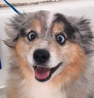 😍 ea0fd90c cão, filhote, fofo, animal de estimação, animal, feliz telegram sticker