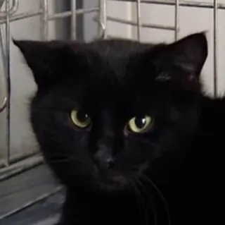 😼 ee4d9d25 gato, gato preto, animal, animal de estimação, animal doméstico telegram sticker