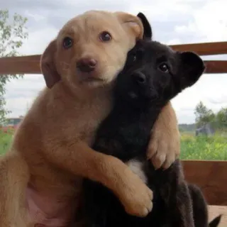 ❤ fce4a7b3 filhotes, cães, animais, fofo, amizade, abraço, animal de estimação telegram sticker