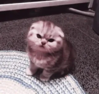 🤍 036cb24e mèo, mèo con, dễ thương, động vật, thú cưng telegram sticker