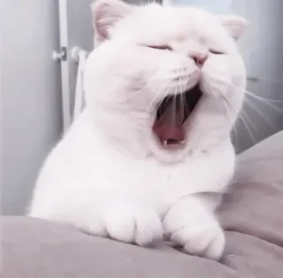 🤍 0a3148ed mèo, mèo trắng, ngáp, vật nuôi, động vật có vú, thú cưng telegram sticker