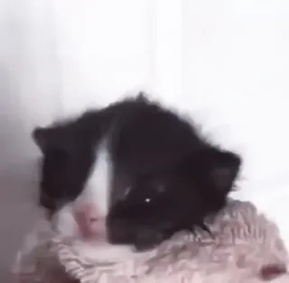 🤍 12ef1539 mèo, động vật, thú cưng, mèo telegram sticker