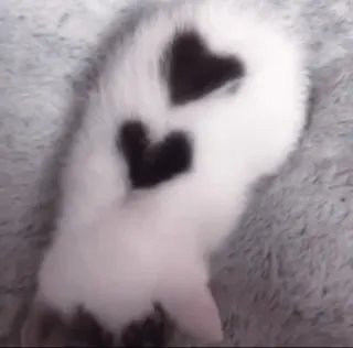 °᳝🤍 𝗸𝗶𝘁𝘁𝗲𝗻𝘀 @wwertyil :: @fStikBot telegram stickers