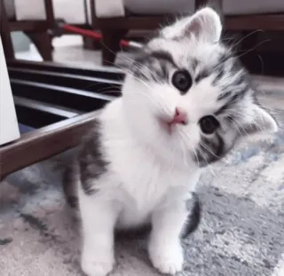 🤍 2a2792a2 mèo con, mèo, động vật, dễ thương, thú cưng, mèo nhà, mèo nhỏ telegram sticker