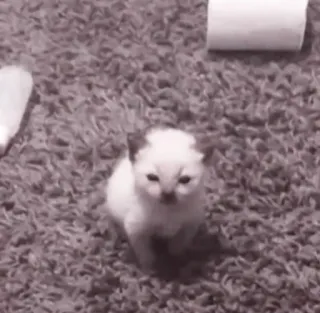 🤍 2bc002e9 mèo con, mèo, động vật, thú cưng, dễ thương, em bé, nhà telegram sticker