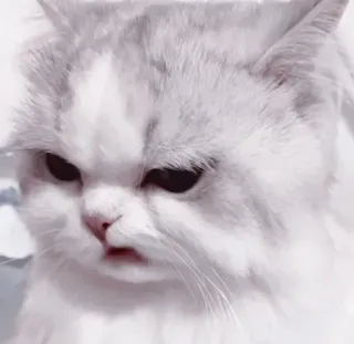 🤍 34f98d33 mèo, tức giận, dễ thương, thú cưng, động vật, meme telegram sticker