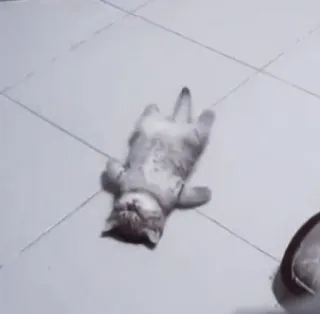 🤍 3ae04a71 mèo, ngón giữa, xúc phạm, động vật, vui nhộn telegram sticker