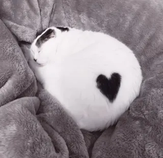 🤍 410d9254 mèo, trái tim, động vật, thú cưng, mèo trắng, đang ngủ, tình yêu telegram sticker