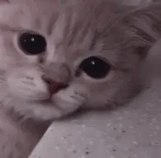 🤍 45baa9a6 mèo, mèo con, dễ thương, động vật, thú cưng, vật nuôi telegram sticker