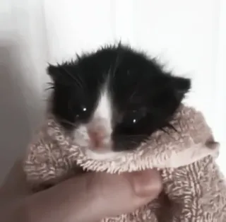 🤍 520ff09a mèo con, mèo, ướt, khăn, dễ thương, động vật, thú cưng telegram sticker