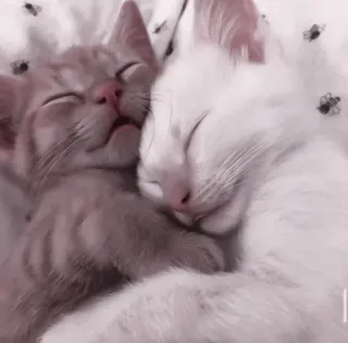 🤍 5343194e mèo con, mèo, ngủ, động vật, dễ thương, thú cưng, vật nuôi telegram sticker
