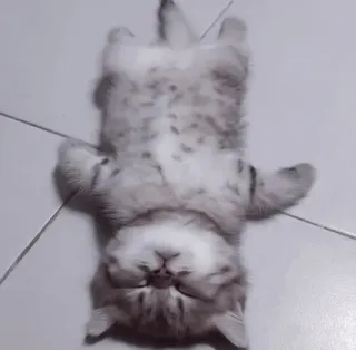 🤍 68faf085 mèo, mèo con, động vật, thú cưng, dễ thương, nhà, mèo telegram sticker