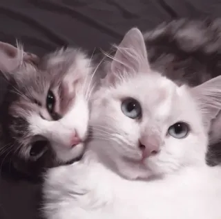 🤍 b7660d4e mèo, mèo con, thú cưng, động vật, dễ thương, nhà, mèo, tình bạn telegram sticker