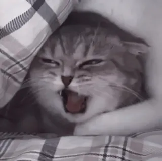 🤍 f6158e1c mèo, động vật, buồn ngủ, ngáp, thú cưng, giường telegram sticker