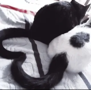 🤍 fc230a88 mèo, trắng đen, động vật, thú cưng, thú cưng, họ mèo, dễ thương, mèo con telegram sticker