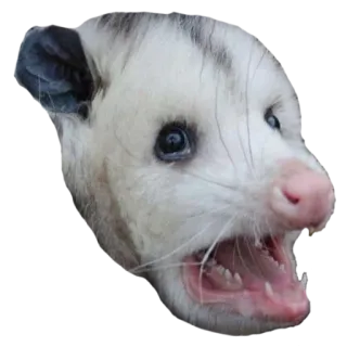 😨 2e7e02b0 opossum, animal, mammal, wildlife, marsupial telegram sticker