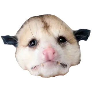 opossum whatsapp stickers