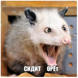 😆 89db6b31 СИДИТ ОРЁТ opossum, animal, meme, funny, sitting, screaming telegram sticker
