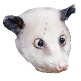 😳 b65d911d opossum, animal, mammal, wildlife, marsupial telegram sticker