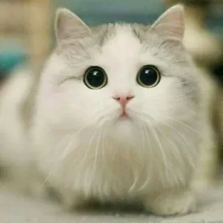 🐾 0ca2c7e0 кот, милый, котенок, животное, питомец, пушистый telegram sticker