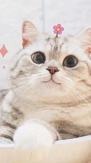 🐾 369471d0 кот, милый, цветок, животное, котенок, питомец telegram sticker