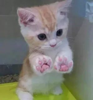 🐾 7a7c72e0 котёнок, милый, кошка, домашнее животное, животное telegram sticker