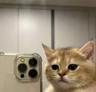 🐾 9061a4eb кот, животное, питомец, селфи, милый, котенок, домашнее животное, портрет telegram sticker