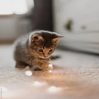 🐾 97ae2421 котёнок, кошка, огни, животное, домашнее животное, домашнее животное, милый telegram sticker