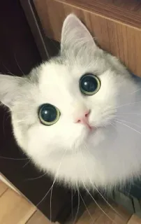 🐾 9d458c6b кот, котенок, милый, питомец, животное, домашняя кошка, кошачий telegram sticker