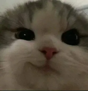 🐾 c1a54719 кот, котенок, милый, животное, питомец, домашний, кошачий telegram sticker