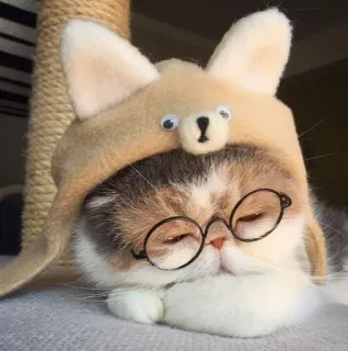 🐾 d039ef2d кот, котенок, очки, шляпа, милый, животное, питомец telegram sticker