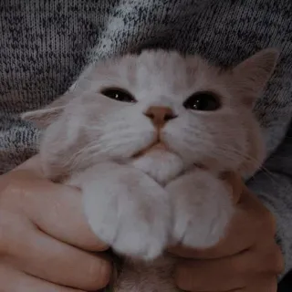 🐾 e95d477f кот, милый, животное, домашнее животное, домашний telegram sticker