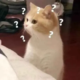 🐾 ef390915 кот, вопросительные знаки, в замешательстве, любопытный, мем, животное telegram sticker