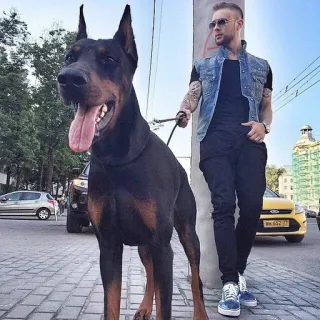 🌟 fc6a96ef dog, man, doberman, pet, style whatsapp sticker