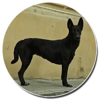 🐕 058cea9f anjing, anjing hitam, binatang, hewan peliharaan, anjing, mamalia whatsapp sticker