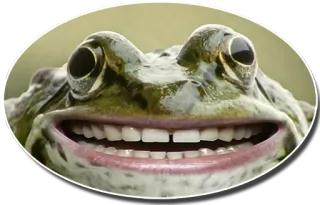 🐸 551bb846 katak, binatang, gigi, lucu, alam, satwa liar whatsapp sticker