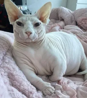 👑 887001d9 cat, sphynx, hairless, animal, pet, cute telegram sticker