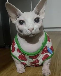 👑 bf845505 cat, sphynx, pet, strawberry, shirt, hairless telegram sticker