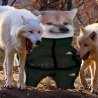 😐 e72cb741 @HOLYPULPACTION доге, волки, мем, животное, смешной telegram sticker