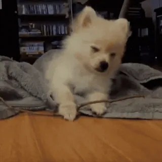 💤 76589856 anjing, anak anjing, imut, hewan, peliharaan, mengantuk whatsapp sticker