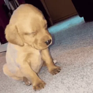 💤 91a51493 anak anjing, anjing, imut, tidur, hewan whatsapp sticker