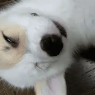 💤 94191ac9 anjing, hewan, peliharaan, imut, tidur whatsapp sticker