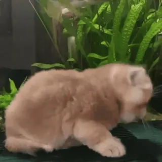 ☺️ 08b6ba34 cat, kitten, pet, animal, domestic cat whatsapp sticker