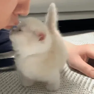 🥰 3a3a4aa7 kitten, cat, cute, animal, pet whatsapp sticker